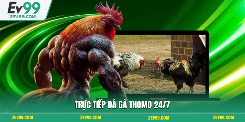 Trực tiếp đá gà Thomo 24/7